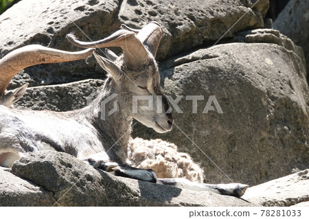 Taking a nap while basking in the sun Taking a nap while basking in the sun 78281033