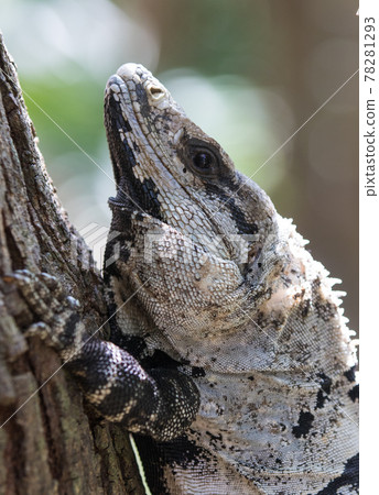 Portrait of large wild iguana rests on stones in the shade on a sunny day in the ruins of the ancient Mayan city Tulum. Mexico Portrait of large wild iguana rests on stones in the shade on a sunny day in the ruins of the ancient Mayan city Tulum. Mexico 78281293
