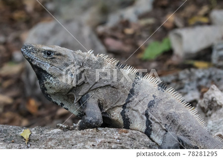 Portrait of large wild iguana rests on stones in the shade on a sunny day in the ruins of the ancient Mayan city Tulum. Mexico Portrait of large wild iguana rests on stones in the shade on a sunny day in the ruins of the ancient Mayan city Tulum. Mexico 78281295