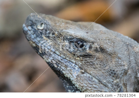 Portrait of large wild iguana rests on stones in the shade on a sunny day in the ruins of the ancient Mayan city Tulum. Mexico Portrait of large wild iguana rests on stones in the shade on a sunny day in the ruins of the ancient Mayan city Tulum. Mexico 78281304
