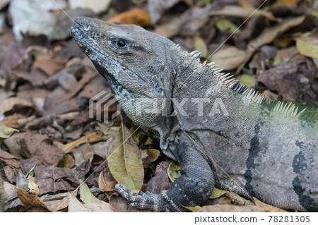 Portrait of large wild iguana rests on stones in the shade on a sunny day in the ruins of the ancient Mayan city Tulum. Mexico Portrait of large wild iguana rests on stones in the shade on a sunny day in the ruins of the ancient Mayan city Tulum. Mexico 78281305