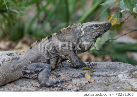 Portrait of large wild iguana rests on stones in the shade on a sunny day in the ruins of the ancient Mayan city Tulum. Mexico 78281306
