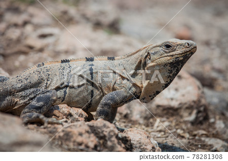 A large wild iguana rests on stones in the shade on a sunny day in the ruins of the ancient Mayan city Tulum. Mexico A large wild iguana rests on stones in the shade on a sunny day in the ruins of the ancient Mayan city Tulum. Mexico 78281308