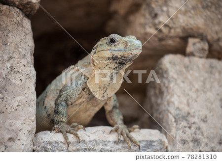A large wild iguana rests on stones in the shade on a sunny day in the ruins of the ancient Mayan city Tulum. Mexico A large wild iguana rests on stones in the shade on a sunny day in the ruins of the ancient Mayan city Tulum. Mexico 78281310