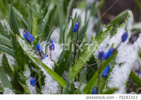 Small blue blossom flowers in spring under snow seasonal weather. Small blue blossom flowers in spring under snow seasonal weather. 78281322