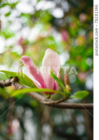 pink magnolia flowers close up. selective focus, blur, grain 78281366