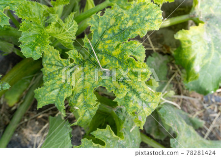 有花葉病的西葫蘆葉 78281424