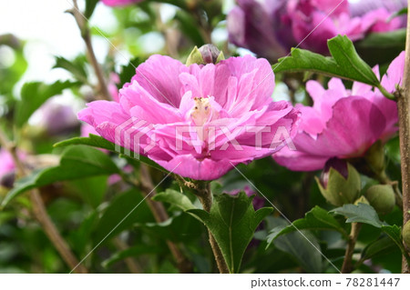 Hibiscus flower upward Hibiscus flower upward 78281447