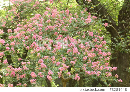 紫薇花 紫薇花 78281448