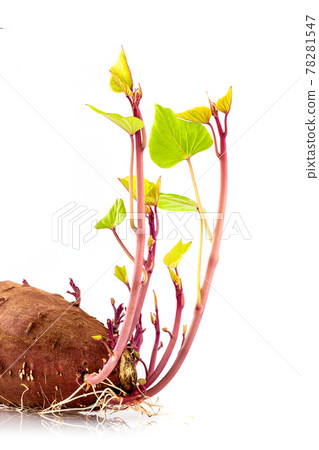 Sweet potato the best vegetarian organic food grow up with roots and green leave 78281547