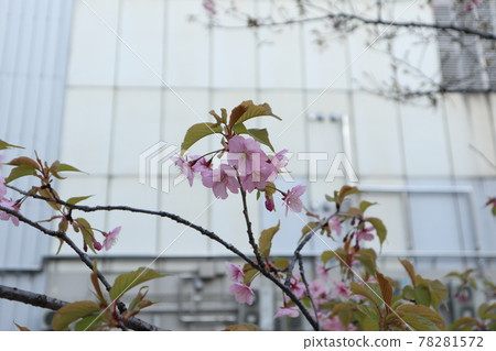 澀谷河津櫻花 澀谷河津櫻花 78281572