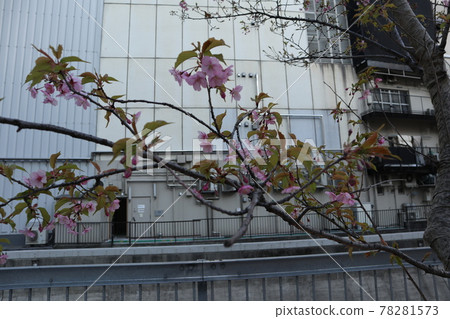 澀谷河津櫻花 澀谷河津櫻花 78281573