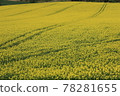 Rapeseed field 78281655