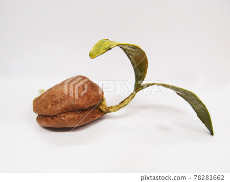Germinated seeds Futaba Germinated seeds Futaba 78281662