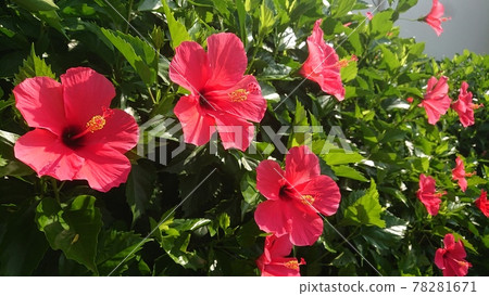 Hibiscus that can imagine a tropical country Hibiscus that can imagine a tropical country 78281671