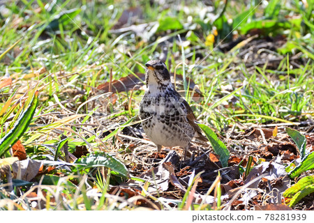 Thrush 78281939