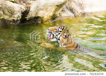 Tiger big, eating food and swimming in  pool. 78282034
