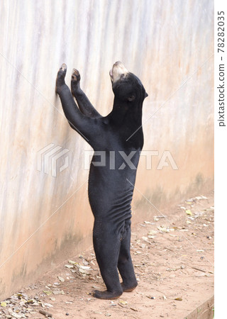 Malayan sun bear are walking relax on the rock. 78282035