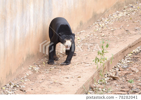Malayan sun bear are walking relax on the rock. 78282041