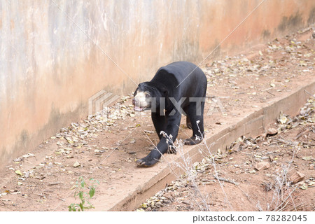 Malayan sun bear are walking relax on the rock. 78282045