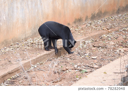 Malayan sun bear are walking relax on the rock. 78282048
