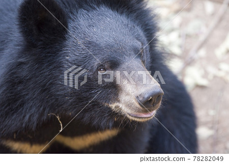 Baby bear, is playing fun. 78282049