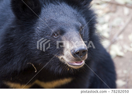Baby bear, is playing fun. 78282050