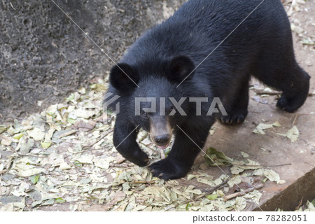Baby bear, is playing fun. 78282051