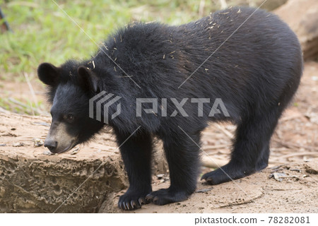 Asiatic black bear, Live in the forest with abundant and cool weather,In East Asia. Asiatic black bear, Live in the forest with abundant and cool weather,In East Asia. 78282081