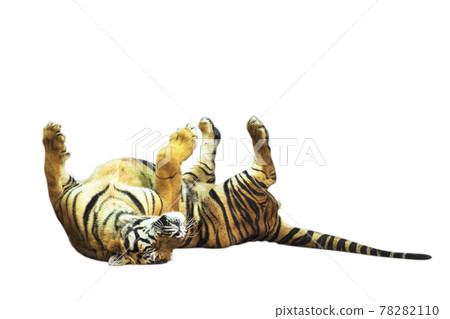 The tiger big Isolated on the white background. 78282110