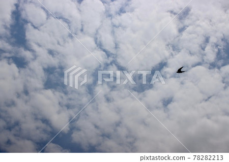 燕子在天空中飛翔 燕子在天空中飛翔 78282213