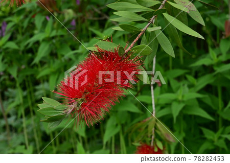 Callistemon Splendes Callistemon 78282453