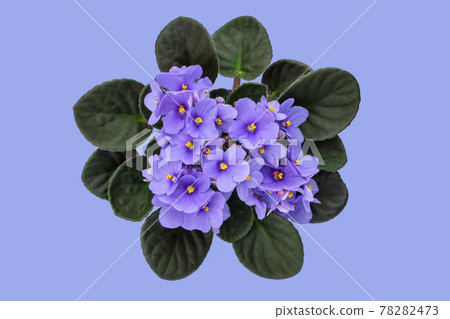 Blue Violet Saintpaulia flower on blue background. African Saintpaulia houseplant. Top view. 78282473