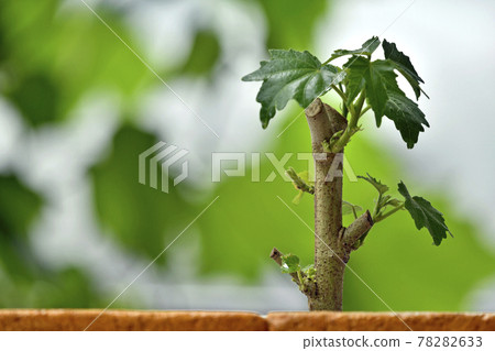 醉酒切割樹圖像（修復拍攝） 78282633