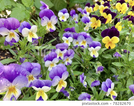 Pansy Pansy 78282670