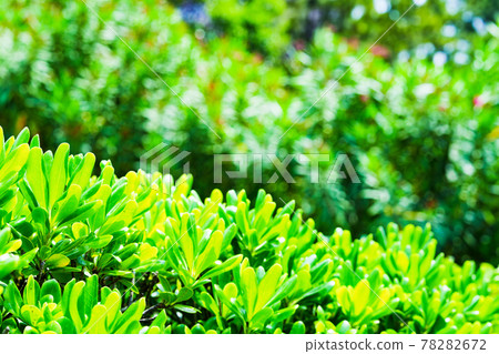 背景素材(敢轉移焦點,使焦點失焦) 背景素材(敢轉移焦點,使焦點失焦) 78282672