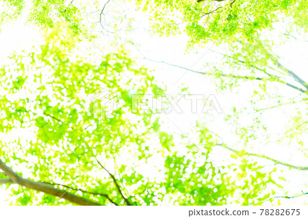 背景素材(敢轉移焦點,使焦點失焦) 背景素材(敢轉移焦點,使焦點失焦) 78282675