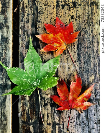 Images of fallen leaves 78282848