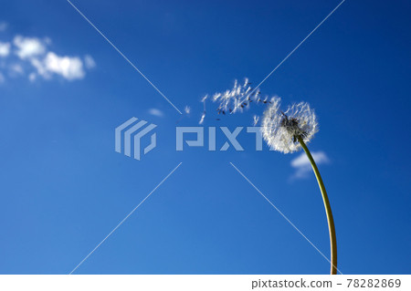 Dandelion flower spreading floating seeds on blue sky. The concept of freedom, dreams of the future. Dandelion flower spreading floating seeds on blue sky. The concept of freedom, dreams of the future. 78282869