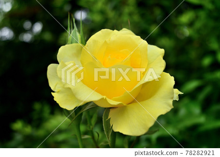 Rose blooming yellow 78282921