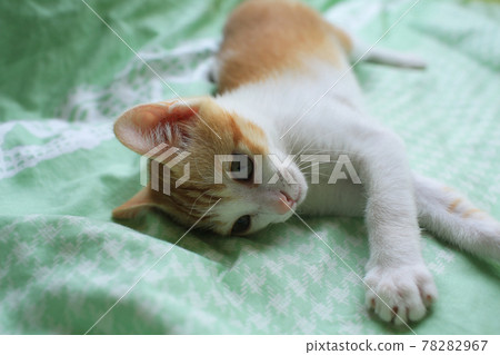 Lazy baby cat on bed Lazy baby cat on bed 78282967