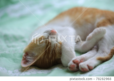 Lazy baby cat on bed Lazy baby cat on bed 78282968