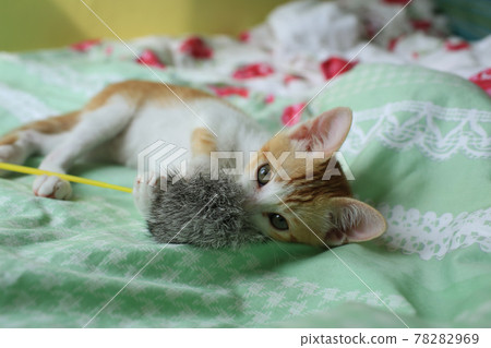 Lazy baby cat on bed Lazy baby cat on bed 78282969