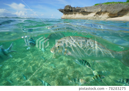 Tropical fish swimming in the beautiful sea of Okinawa 78283275