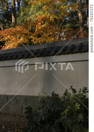 Maple with autumn leaves and white plaster tile wall 78283372