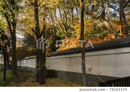 Maple with autumn leaves and white plaster tile wall Maple with autumn leaves and white plaster tile wall 78283374