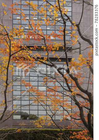 Autumn leaves and Bunkyo Ward with the building in the background Autumn leaves and Bunkyo Ward with the building in the background 78283376