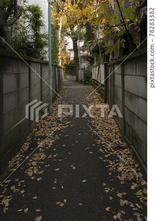 谷中,銀杏葉堆積的小路 谷中,銀杏葉堆積的小路 78283382