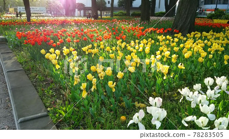 A group of tulips A group of tulips 78283505