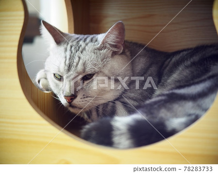 cute short hair young AMERICAN SHORT HAIR breed kitty grey and black stripes home cat sleeping in a cat box funny face closeup selective focus blur background 78283733